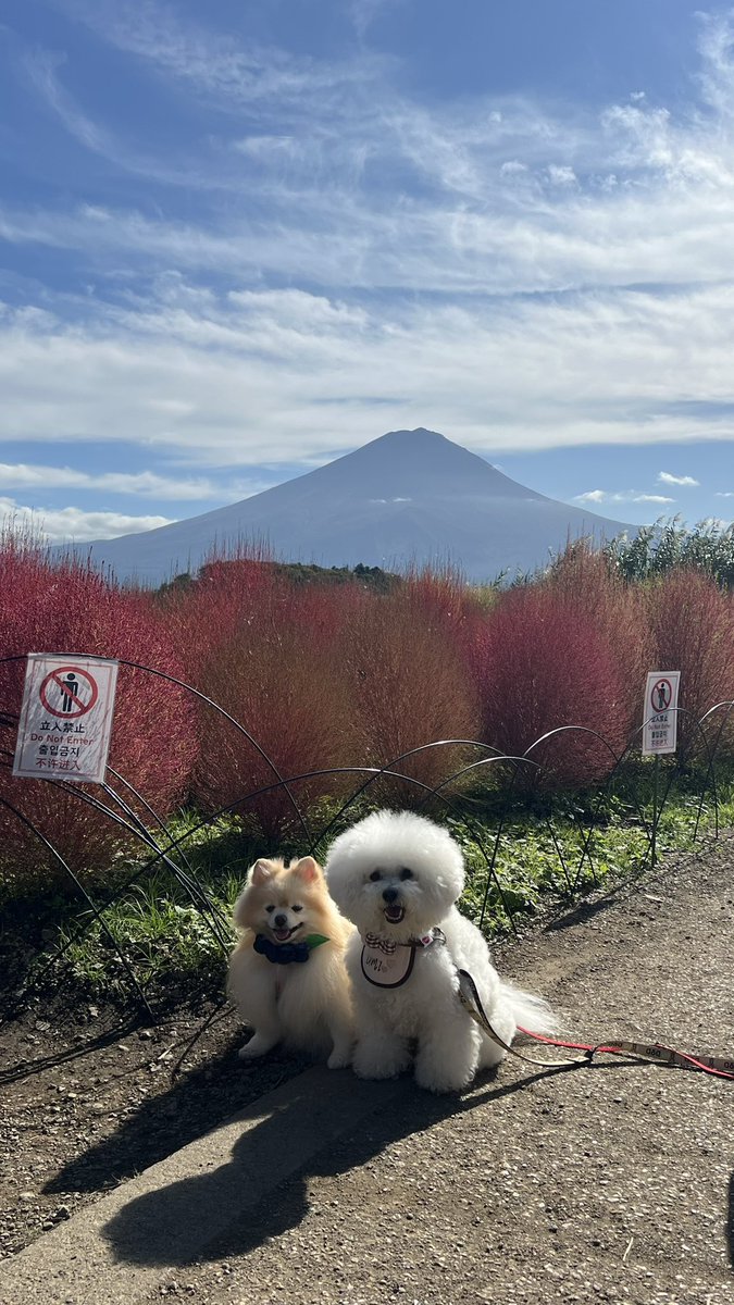 25sm25's tweet photo. コキア見に行って来たよ✨☺️
#ビションフリーゼ
#bichonfrise
#ポメラニアン
#pomeranian https://t.co/KdAsP79xOY