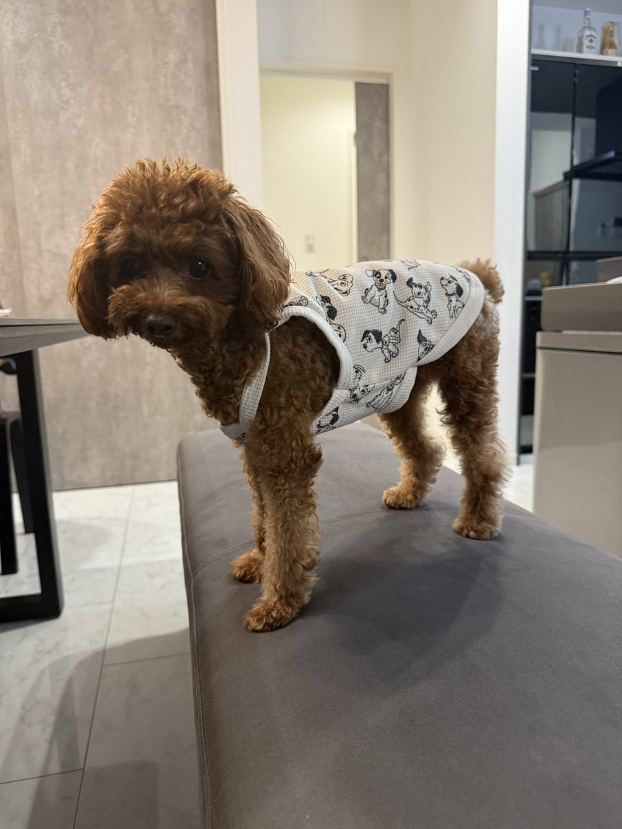 先日嘔吐が続いて夜中点滴をしてもらったティティ😅
今日やっと元気になりました😭

ティティブログhappytiti.com