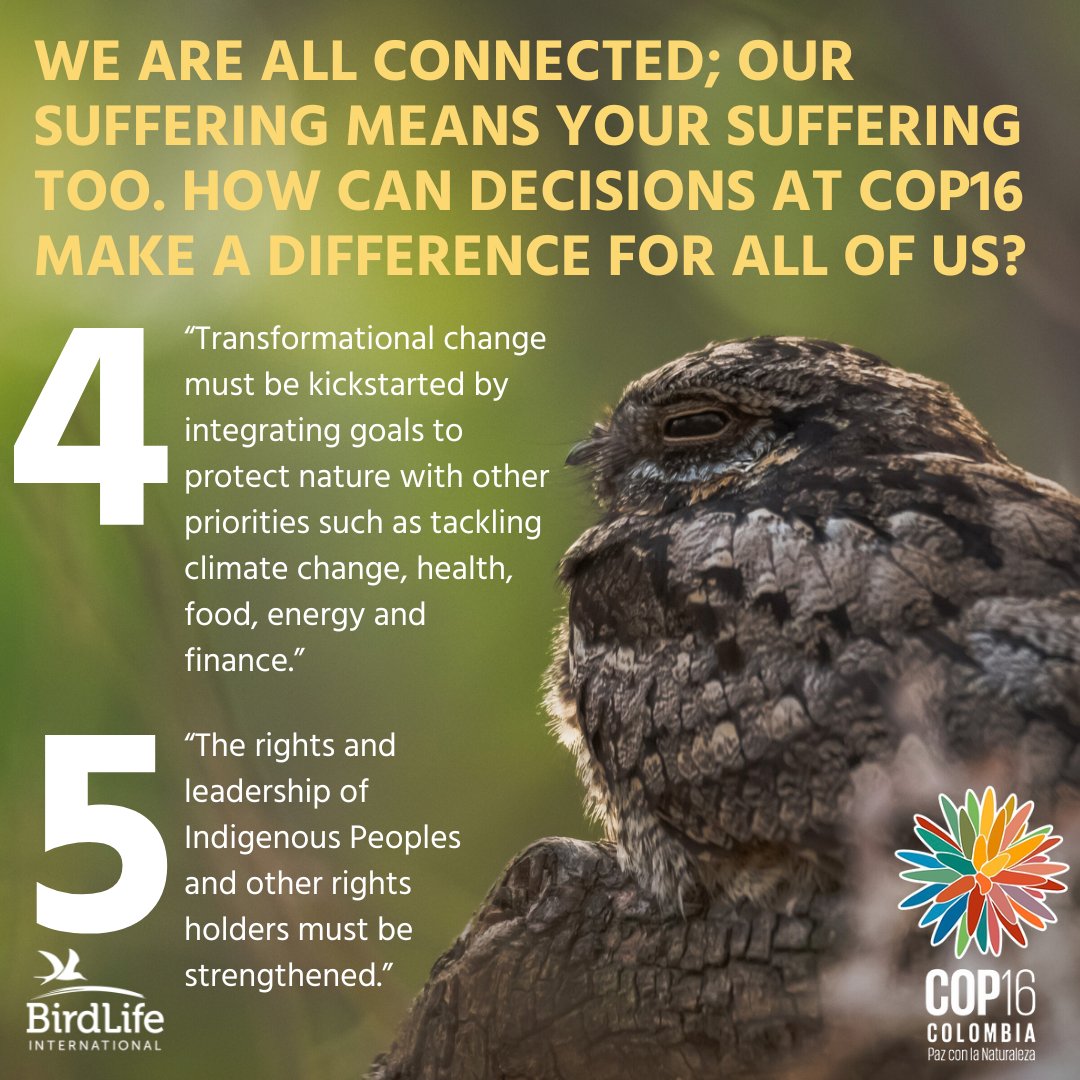 📣The birds have questions, and we’re here to answer!

If birds could talk, they might ask these questions about the UN Biodiversity COP16 this week. 🐦❓

Can COP16 achieve real action to save nature and people worldwide? 🕊

The biodiversity crisis is one of the biggest