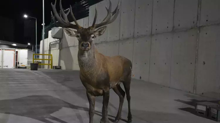 Töre doğru çıktı