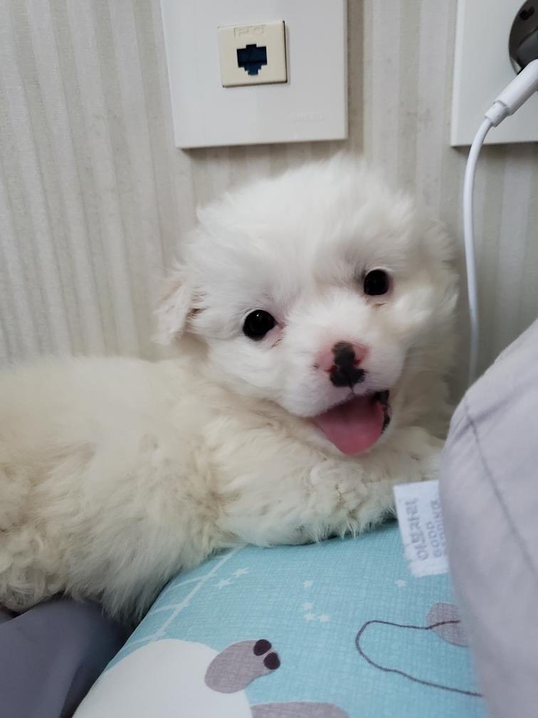 추팔봉 tweet media