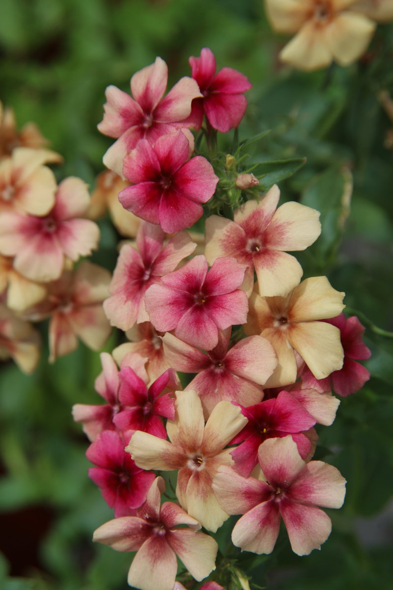 gontanokoneroku's tweet image. Phlox ☺️

#Photography #Flowers #Phlox
