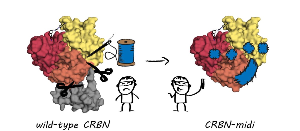 Alessio Ciulli (@alessiociulli) on Twitter photo Check out this hand-drawing mini-ToC-style of #CRBNmidi created by the incredible Alena Kroupová, it's so cool! <a href="/UoDCeTPD/">Centre for Targeted Protein Degradation</a> Check out this hand-drawing mini-ToC-style of #CRBNmidi created by the incredible Alena Kroupová, it's so cool! <a href="/UoDCeTPD/">Centre for Targeted Protein Degradation</a>