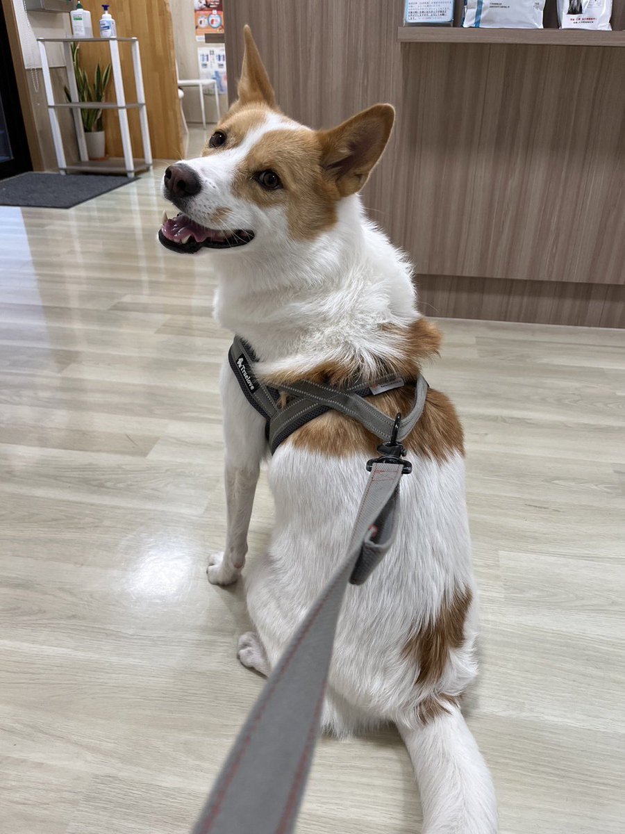 病院でもおりこうたん