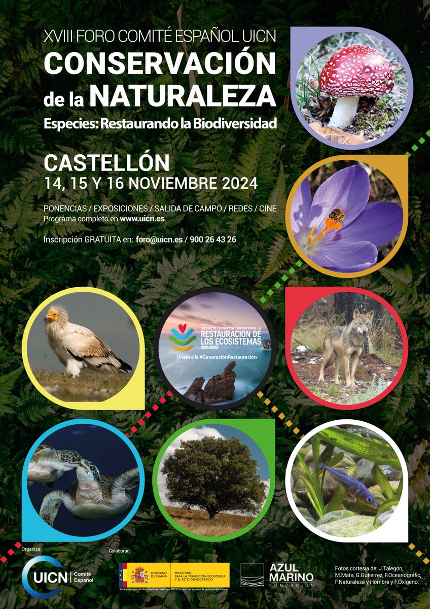 ¡Abierto el plazo de inscripción al Foro CeUICN 2024! 🌿 Del 14 al 16 de nov. en Castellón.
Hablaremos sobre la restauración de ecosistemas a través de la gestión y conservación de especies clave.
 Inscripción GRATUITA: uicn.es/foros/foroceui…