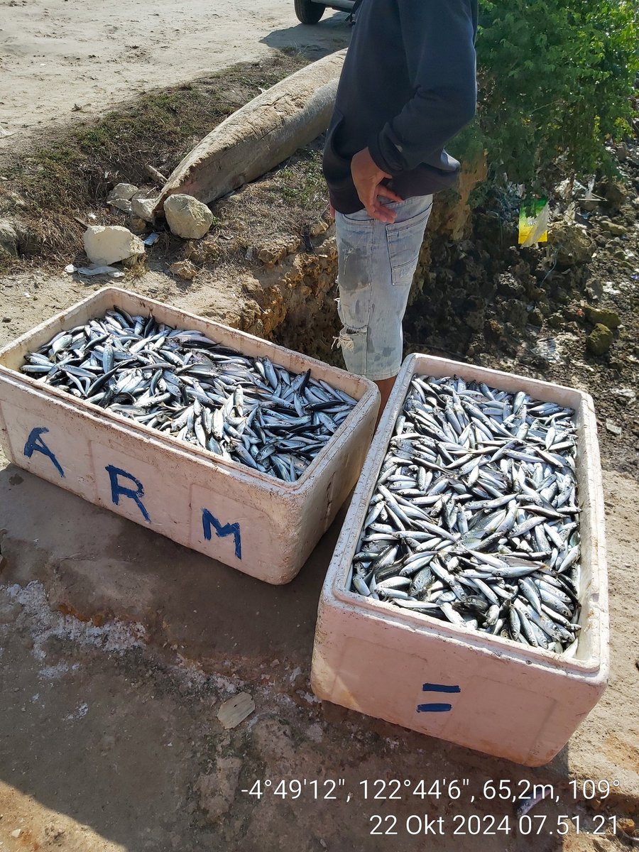 AsrianiBone's tweet photo. Selasa (22/10/2024), Asriani Luhkan Kab Muna, Pendataan Produksi hasil Tangkapan Panja pada KUB Risky Pesiar Ikan Layang Kecil 2 gbs @Rp650.000/gbs.
#GiatLuhkanSatminkalMaros
#MunaLuhLapor
#BPPSDMKP
#BRPBAPPP_MAROS
#PUSLATLUHKP https://t.co/h0S4PztmM7