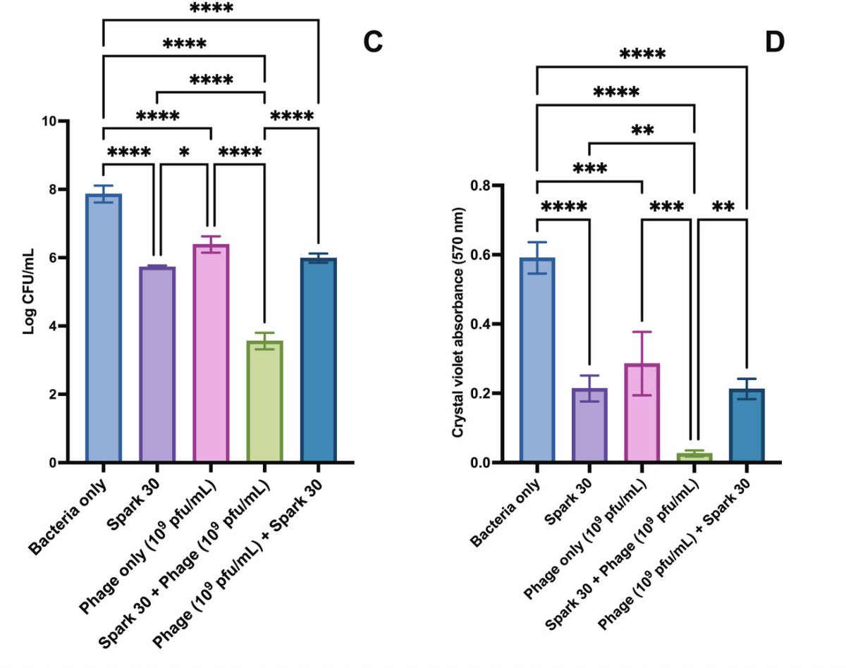 For today's #WorldPhageDay I am excited to share our latest publication! 🧪 We found that plasma-activated water (PAW) significantly boosts #phage activity against Proteus mirabilis biofilms, a major cause of catheter-associated UTIs. 
<a href="/pharmacyatQUB/">QUB Pharmacy School</a>