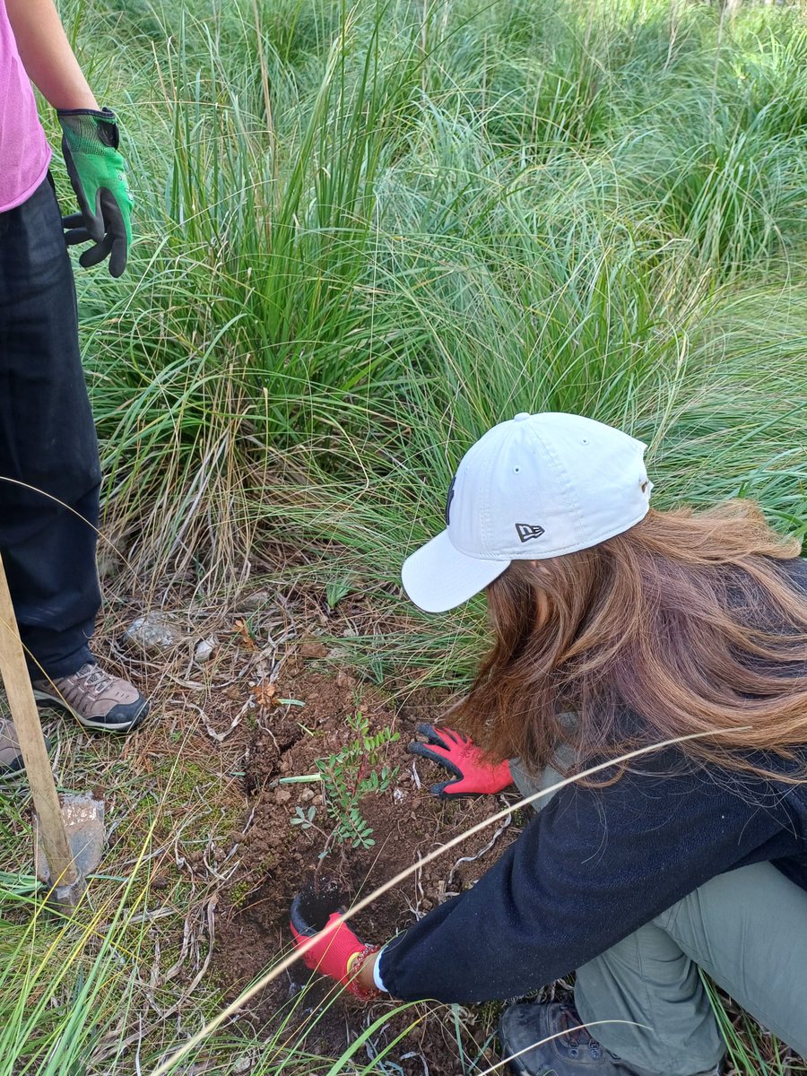 🌿 El passat dissabte, 19 d’octubre, vam reforestar a la finca de Son Torrella al Puig Major amb una vintena de voluntaris/es 💚. Vam plantar alzines i mates, i vam fer tasques de manteniment per recuperar els boscos mediterranis. Gràcies al <a href="/SdeTramuntana/">Serra de Tramuntana | Mallorca</a> pel suport! 🌳✨