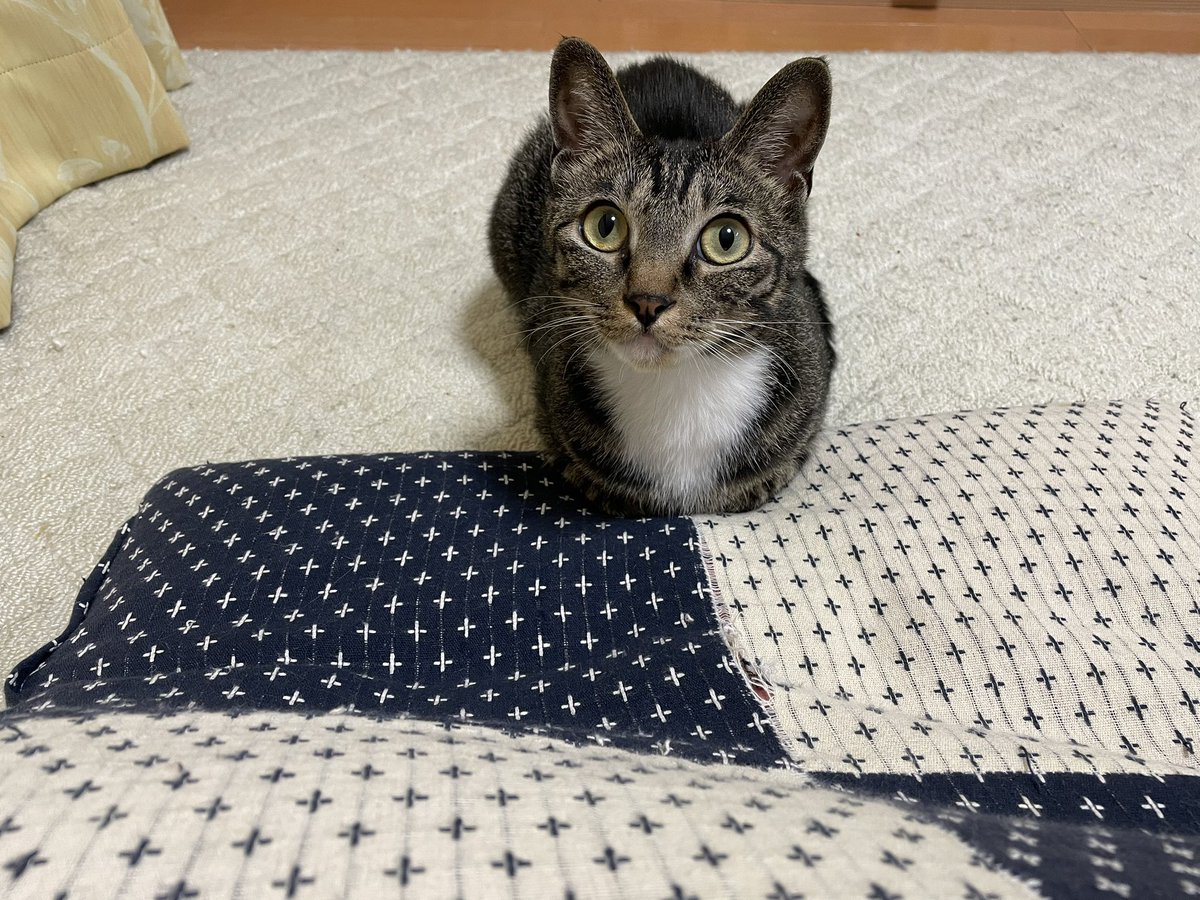 ツンデレ　チコちゃん tweet media