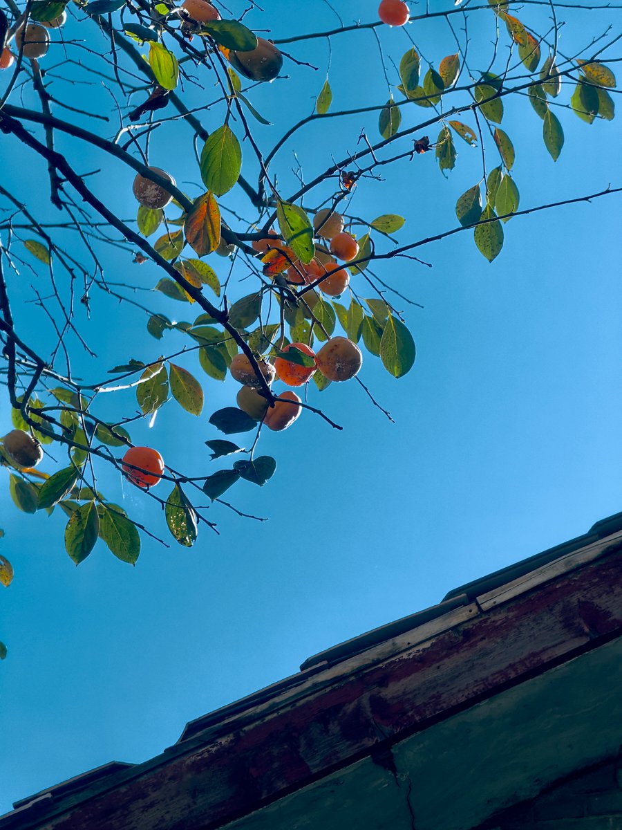 Lisheng Chang tweet media