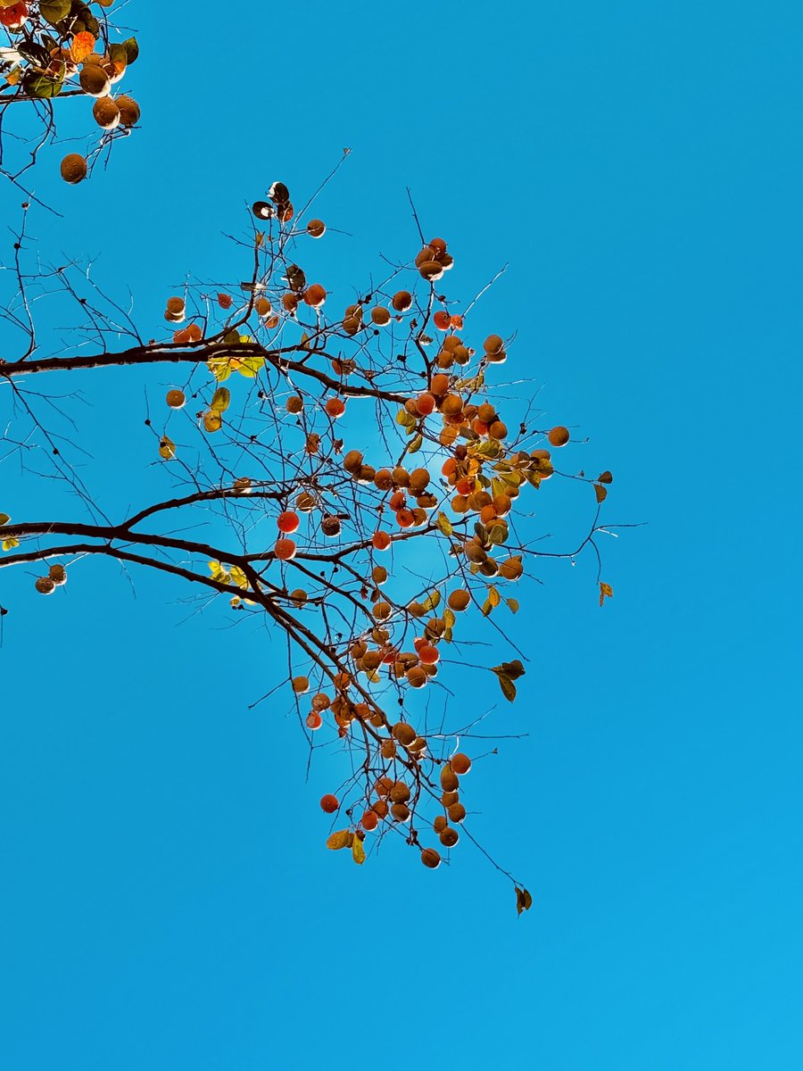 Lisheng Chang tweet media