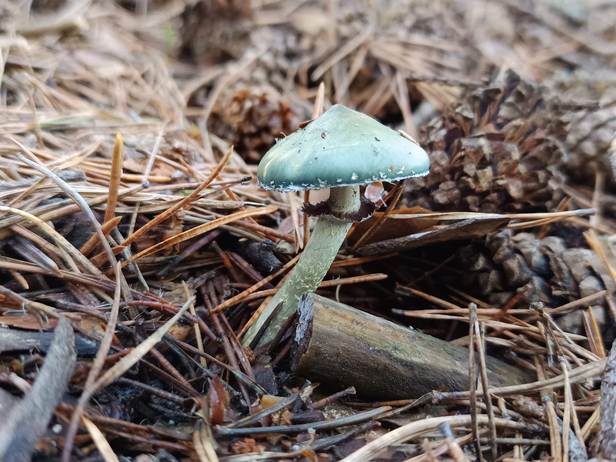 En otoño las setas son una predilección. En la foto, una de las más bonitas y llamativas que nos podemos encontrar en los pinares, Stropharia aeruginosa, muy abundante en pinares a cierta altitud tras las lluvias de estas semanas
#ProyectosPRTR #NextGenerationEU #setas