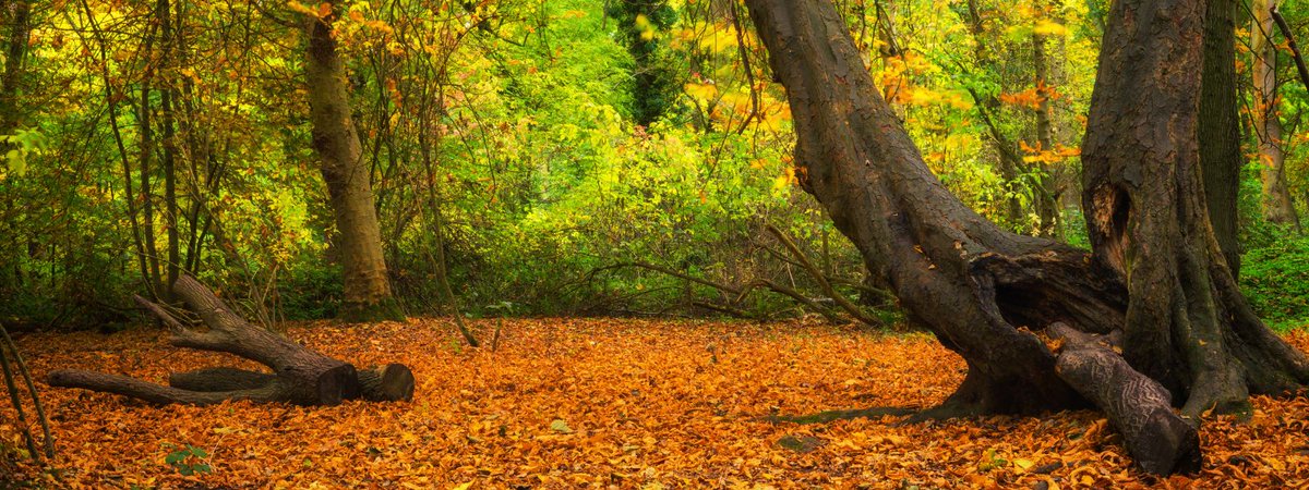 TCVtweets's tweet photo. As autumn is here in full swing, seed gathering season is coming to an end soon! Don’t miss our comprehensive guide on everything you need to know about seed gathering https://t.co/iRXetm5BG9 #JoinInFeelGood #SeedGathering #SeedPlanting #Wildlife #Conservation https://t.co/TXacZucN23