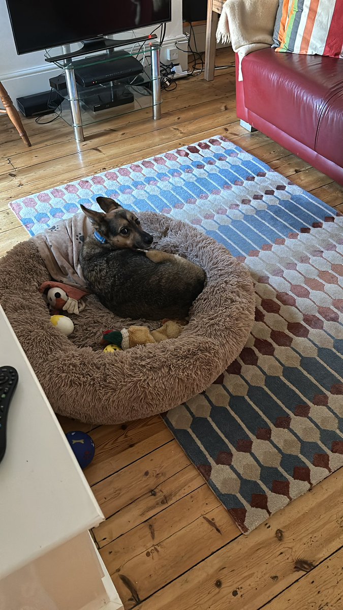 ruskin147's tweet photo. About to go on @BBCSussex and @BBCSurrey to talk about #sophiefromromania who’s exhausted herself by barking at the men who came to trim the trees https://t.co/2npUwdNeur
