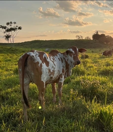 #OrgullosamenteGanaderos  
hermosa postal desde Mapiripan, las cosas bellas que encuentran los programadores de nuestro proyecto.