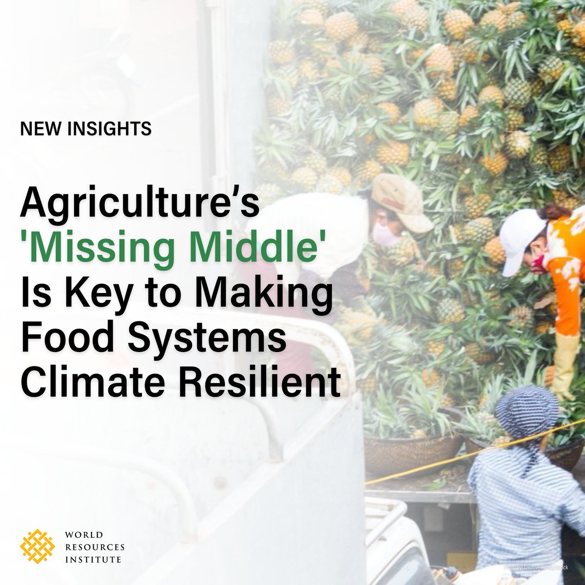 Agriculture’s "missing middle”— actors beyond the farm gate who depend on good harvests for their livelihoods—are key to making food systems climate resilient 🌽 

See tools like #AgriAdapt are working to enhance resilience along agricultural value chains: bit.ly/40t3K39