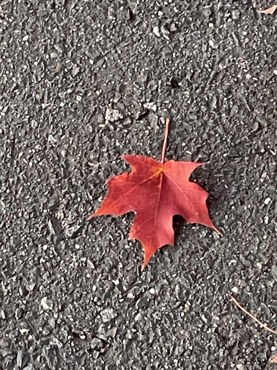 PastorPastTime's tweet photo. Good morning from the trail. Keep your eyes open today. #LeafWeek Accompanying me on my walk today is music that includes: Death Cab For  Cutie Transatlanticism (2003), Plans (2005) and Asphalt Meadows (2022) by @dcfc https://t.co/MfQ3qsQLup