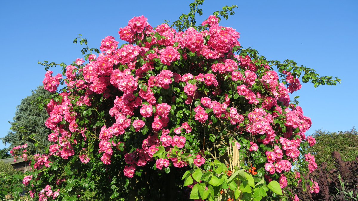 Nigel Walsh tweet media