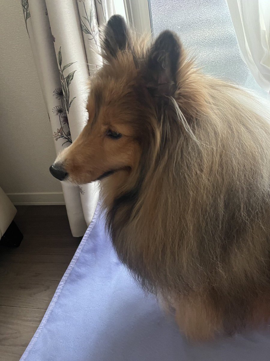 佐吉は毎日元気に甘えん坊しています。
別日に撮った写真と全く同じことをしておった…。