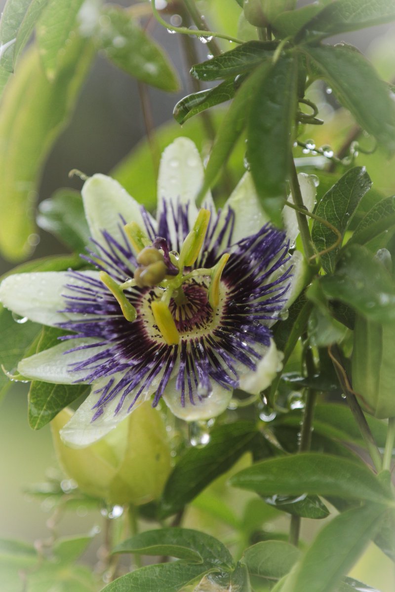 One of the lovely flowers in Brodick Castle grounds 🏰