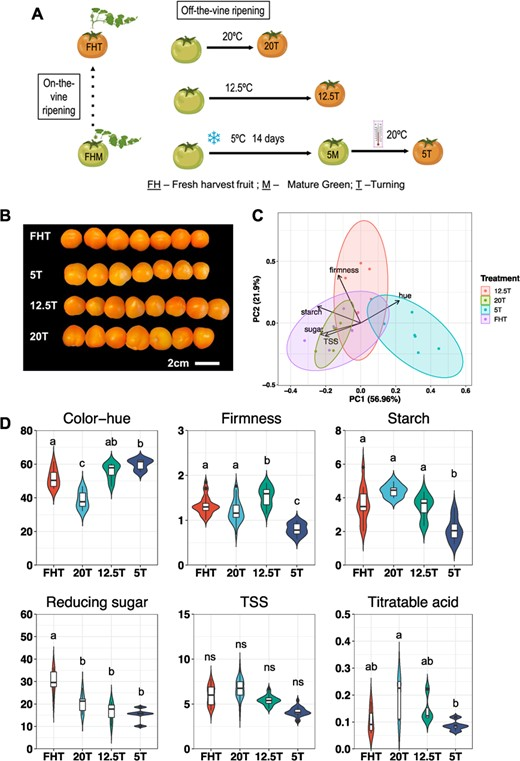 Hortres's tweet photo. Tomato ripening altered by postharvest practices, epigenetic &amp; gene expression changes found. 12.5°C storage showed biggest impact. Light key to molecular changes. #TomatoRipening #PostharvestPractices @OxfordJournals 
Details:https://t.co/uSxkJFbsld https://t.co/oEvwJ8jTES