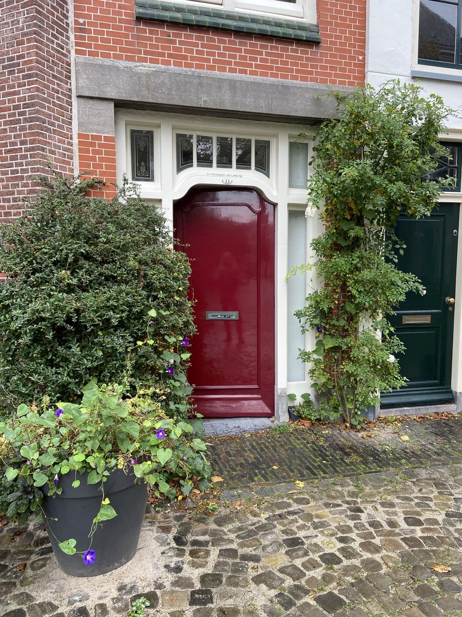 LatynNL's tweet photo. Plant die niet snel moe is; tot ver in oktober iedere dag nieuwe paarsblauwe bloemen: Ipomoea purpurea. Twee jaar geleden nam ik in het najaar wat zaadjes mee van een plant hier in de buurt. Mooi hartvormig blad. 💚 Windefamilie (Convolvulaceae), soort uit Mexico. Erg mooi. Olé. https://t.co/d2nzKQfbky