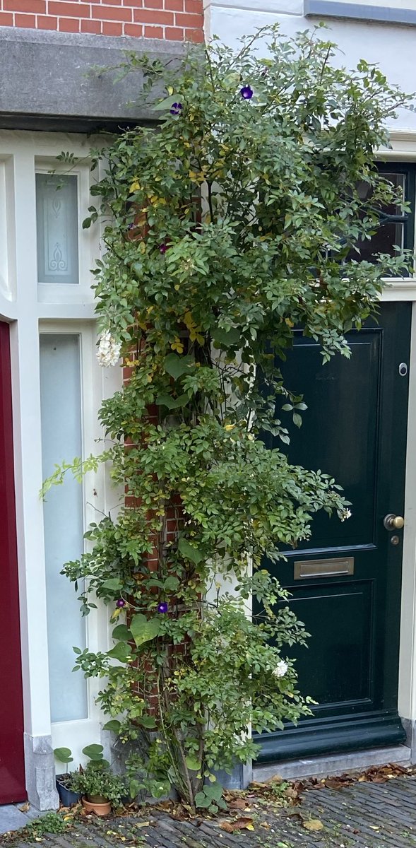 LatynNL's tweet photo. Plant die niet snel moe is; tot ver in oktober iedere dag nieuwe paarsblauwe bloemen: Ipomoea purpurea. Twee jaar geleden nam ik in het najaar wat zaadjes mee van een plant hier in de buurt. Mooi hartvormig blad. 💚 Windefamilie (Convolvulaceae), soort uit Mexico. Erg mooi. Olé. https://t.co/d2nzKQfbky
