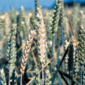 Have a background in soil or plant microbial ecology and looking for a postdoc position? Join us and be part of a multi million £ project exploring the utilisation of soil microbiomes to combat take-all disease in wheat crops. imperial.ac.uk/jobs/search-jo…