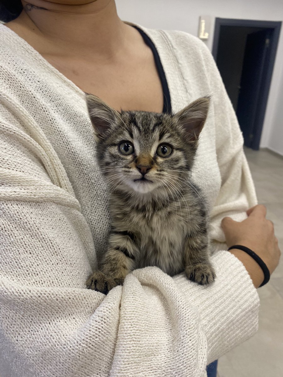 ANKARA!❤️Yer olmadığından 4 gündür boşuna klinik kafesinde duruyor bebek, çıkmak için can atıyor sürekli insan teması istiyor. 1.5 aylık gayet sağlıklı mırıl mırıl bu turşuya acil yuva bulabilmemiz için paylaşın lütfen.