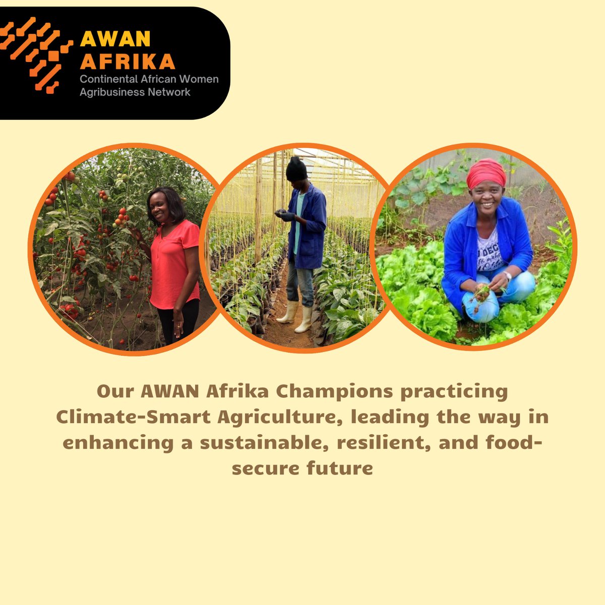 Climate Smart Agriculture is crucial for combating Climate Change and improving Food Security. At AWAN Afrika,we advocate for sustainable farming empowering youth to lead Climate Action andcreate resilient food systems for futuregenerations #SustainableAgriculture #ClimateAction