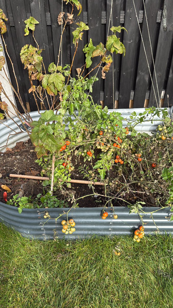 u_iat's tweet photo. DNA contadino!
Fresh tomatoes still available in Ireland!
Thanks papone! https://t.co/55oTqg81Og