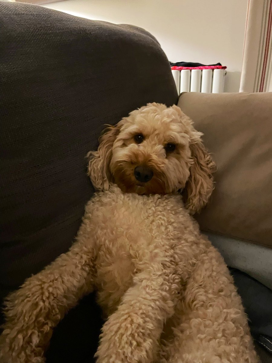 Happy 6th birthday to my lovely Doggo 🐶 🐾🐕💛 <a href="/PUNC14/">PUNCPlymouth</a> #puncpets