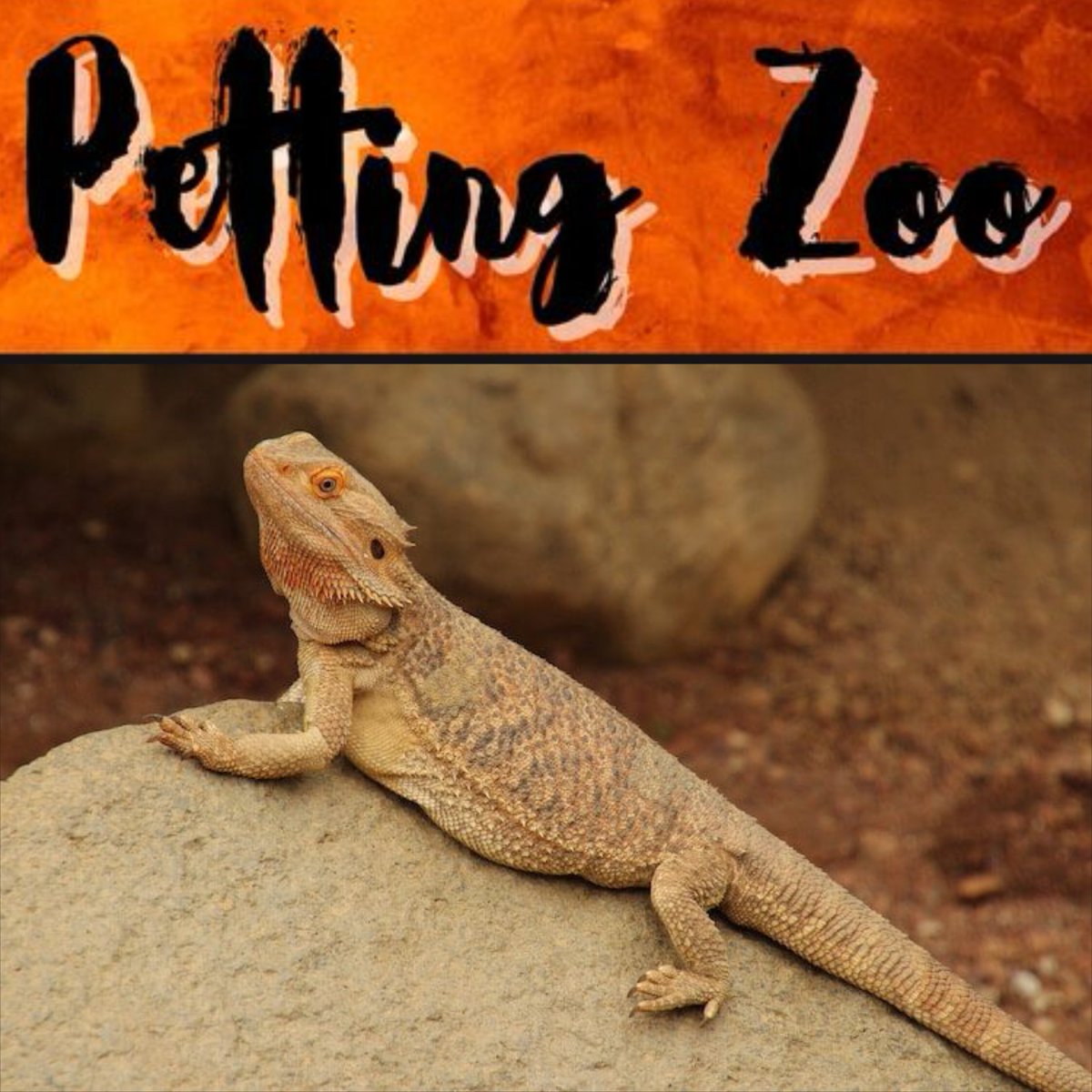 Critter Number 2:
Name: Pumpkin
Species: Bearded Dragon
Lifespan: 10 to 15 years
Location: Mainly Australia but can be found in other deserts