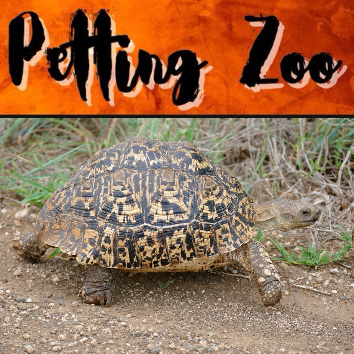 Critter Number 3:
Name: Dandy the Rescue Tortoise
Species: Leopard Tortoise
Lifespan: Up to 100 years
Location: Savannas of Eastern and Southern Africa