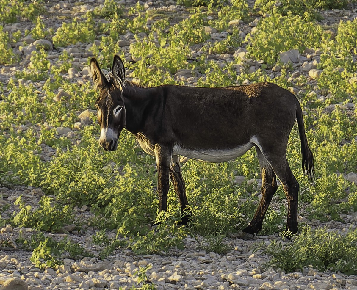 SweetJamesJGP3's tweet photo. One of the wild burros along the north shore of Lake Pleasant, Arizona. Canon EOS R6 Mark II and Canon RF 24-240mm lens. #lightroomtravelcontest
#canon #photography #canonphotography
@thinktankphoto
#thinktankphoto #mythinktank #thinktanktravel #ventureobserveconnect https://t.co/JFVecuWJBr