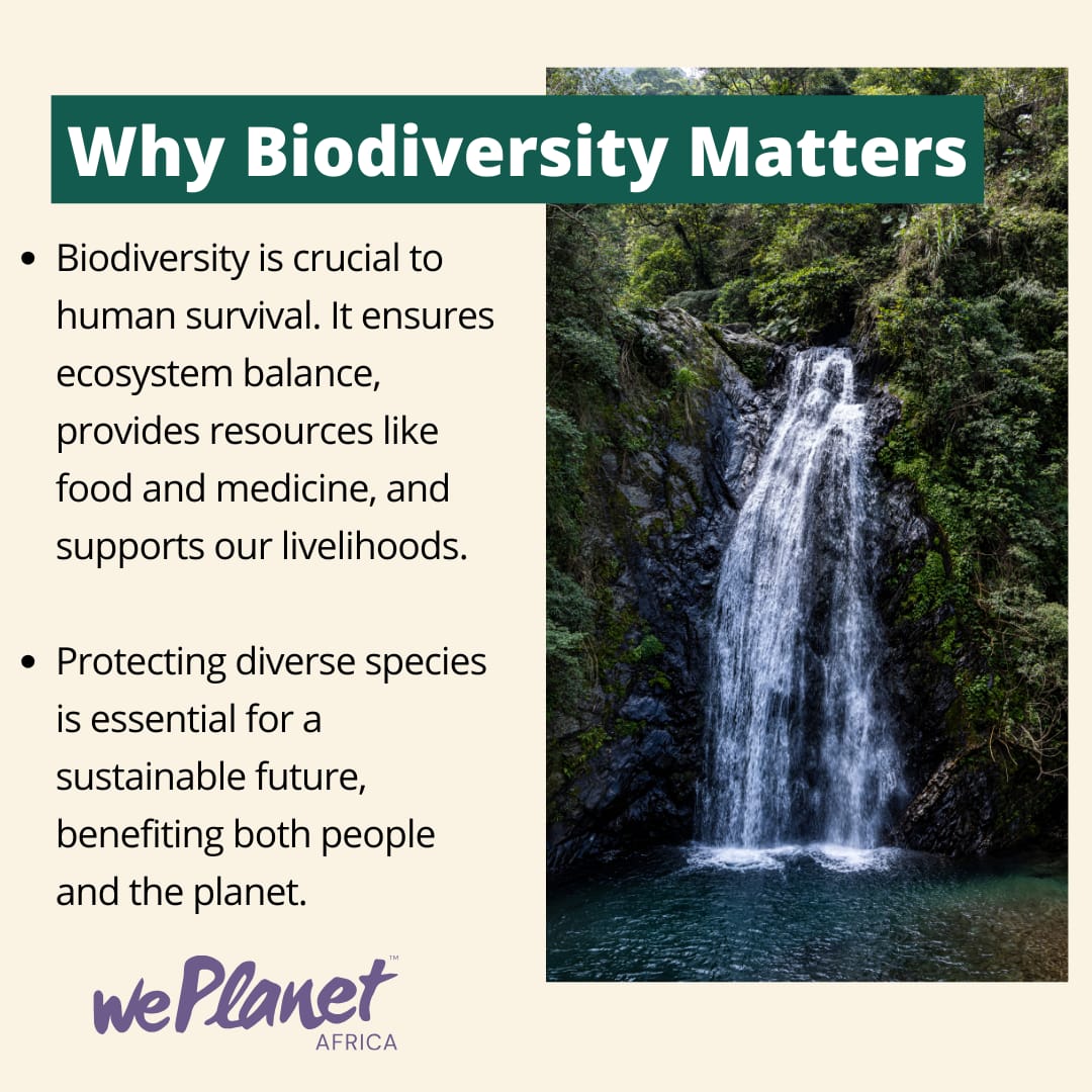 WePlanet Africa tweet media