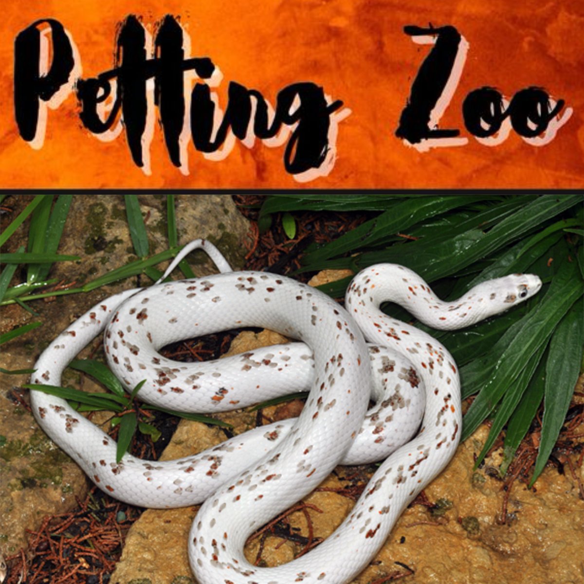 Critter Number 4:
Name: Angel
Species: Corn Snake
Lifespan: 6 to 8 year
Location: North America