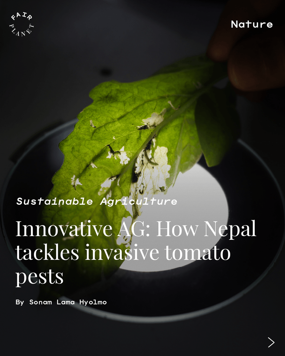 FairPlanet tweet media