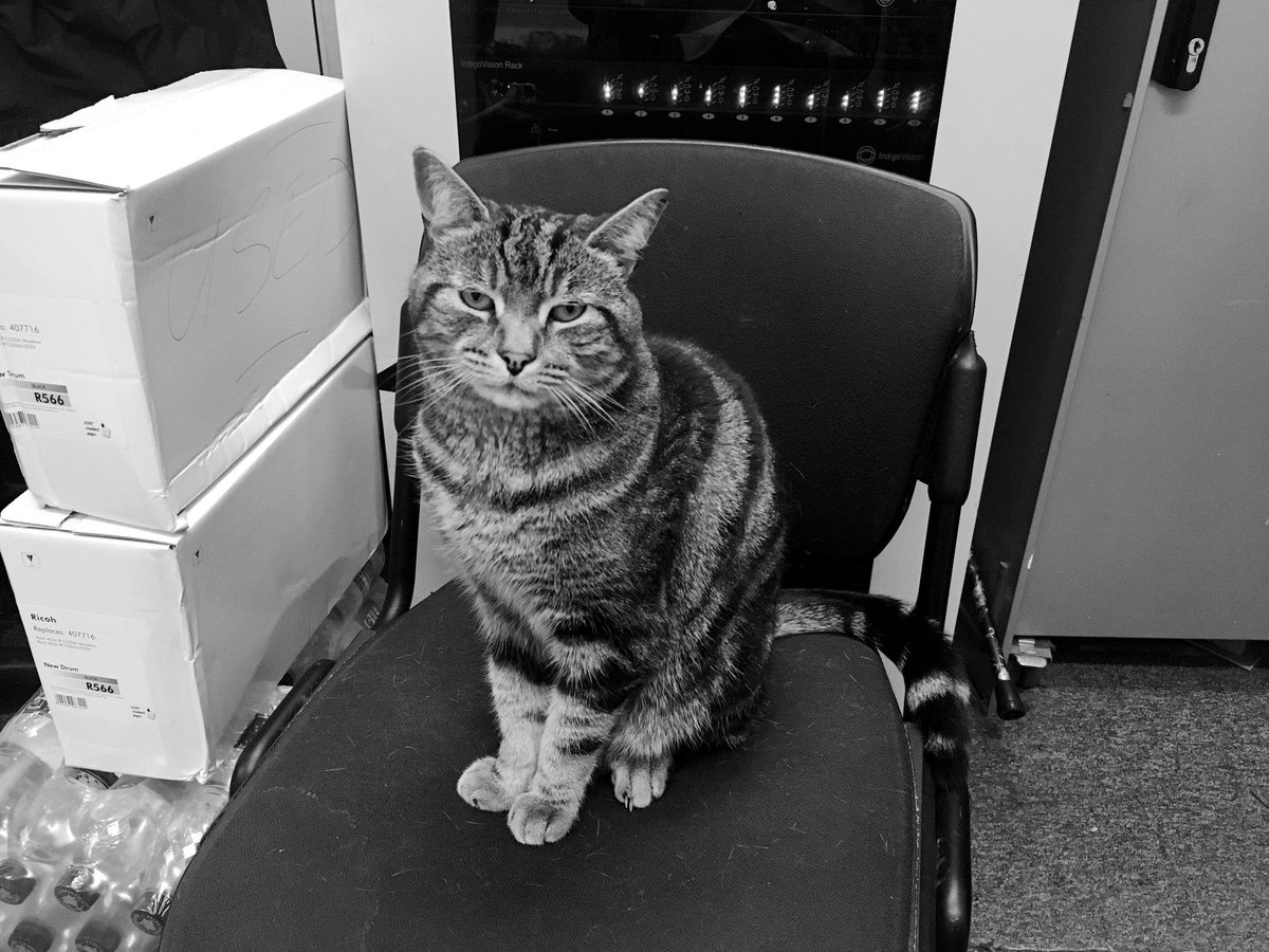 manonplatform's tweet image. Sad news coming in from the GN - Sprout, the Chief Mouser of St Neots, has crossed the rainbow bridge. Rest easy little man! #stationcat