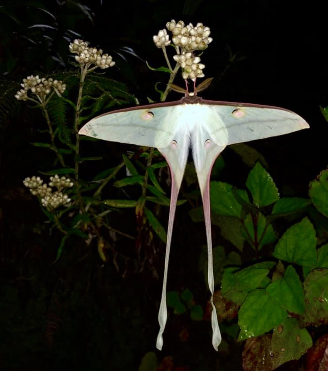 秋の涼しき針葉樹林舞うヒレオオミズアオ。　
Actias chapae.