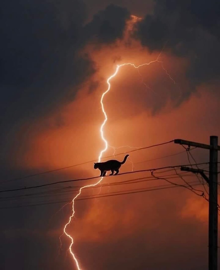 $1700 Switch #CHAMPS w/ <a href="/Zepa_COD/">NAVI Zepa</a> ($575 each)