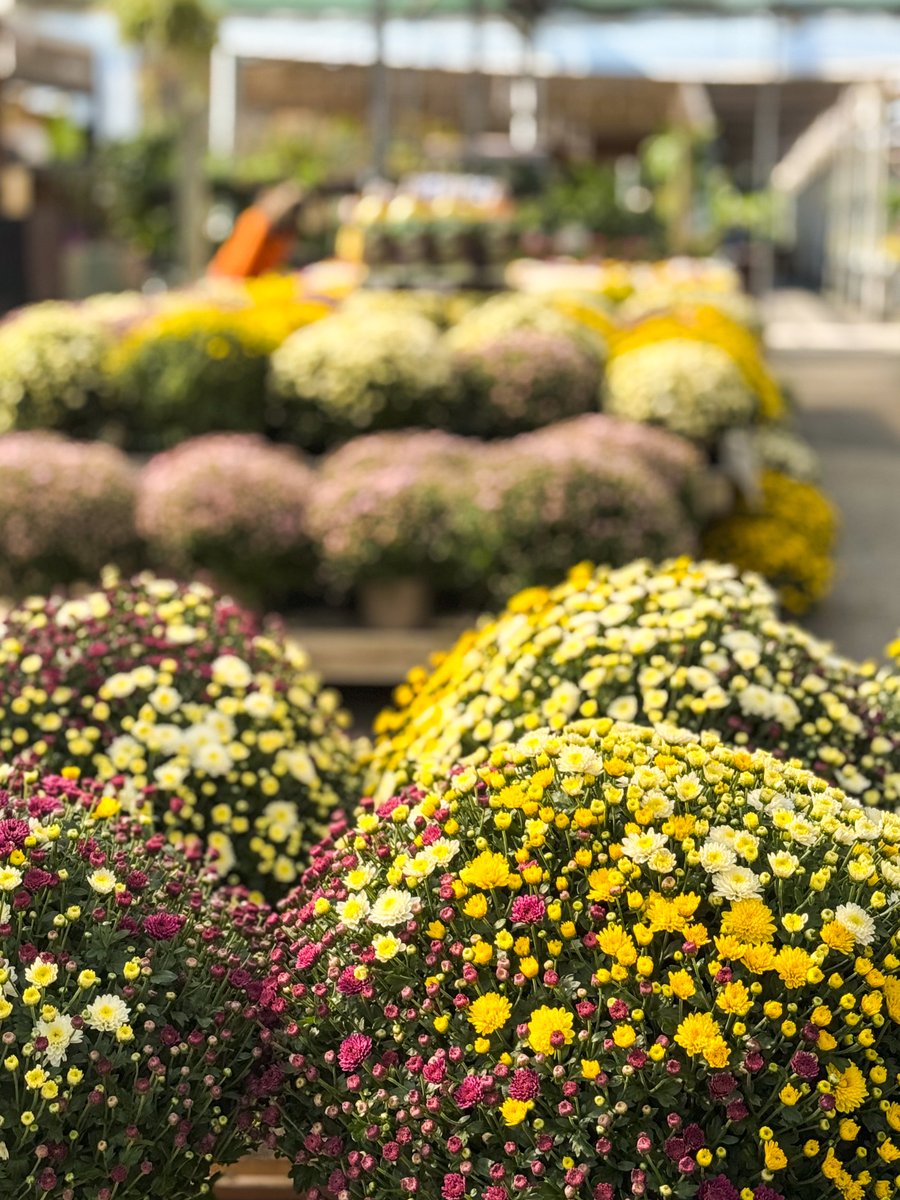 Vivers Ernest 🧡 Home & Garden tweet media