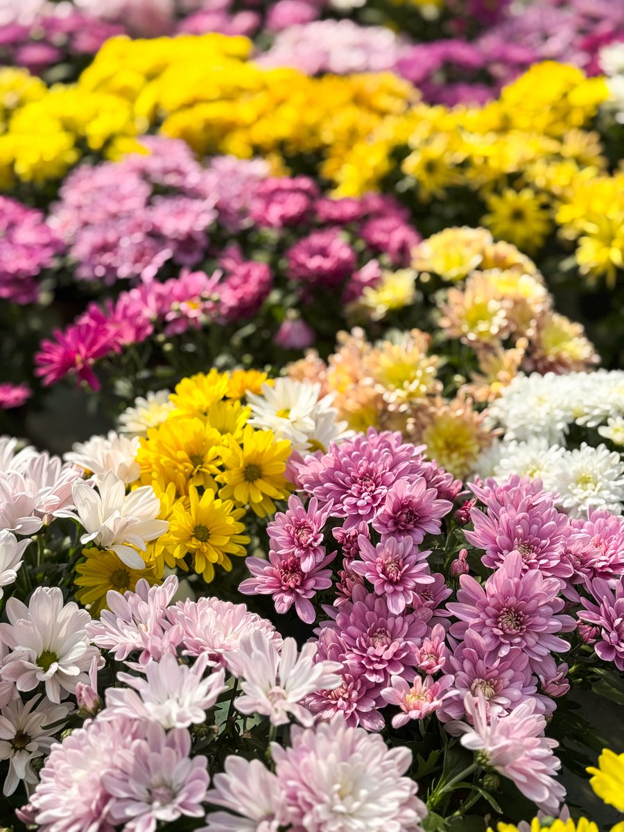 Vivers Ernest 🧡 Home & Garden tweet media