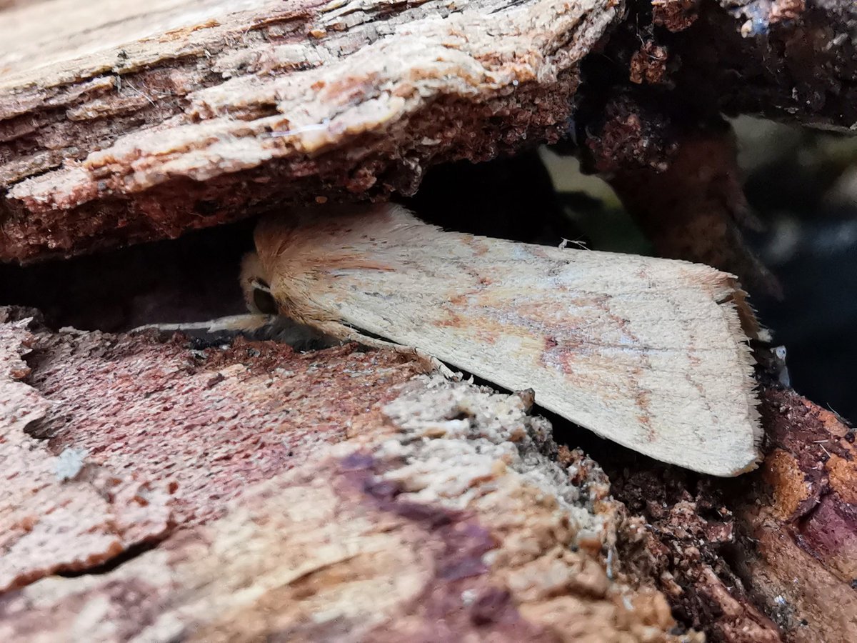 A flurry of early action at CMO last night, which fell away as the temperature dropped. Two NFY species were nice bonuses: a super Feathered Thorn, two subtle November Moths (agg). Also in the mix an active Grey Shoulder-knot &amp; hideaway Delicate.
Cheers <a href="/NigeJarman/">Nige Jarman</a>!
#cleymothobs