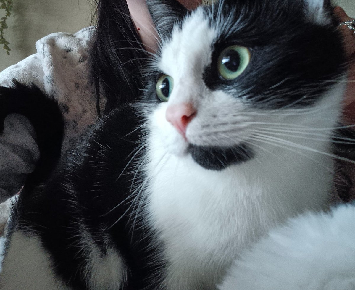 MilasPrivateX's tweet photo. Say Helloooo to my little friend 💚 Ollie https://t.co/LCW7i1p9Jx