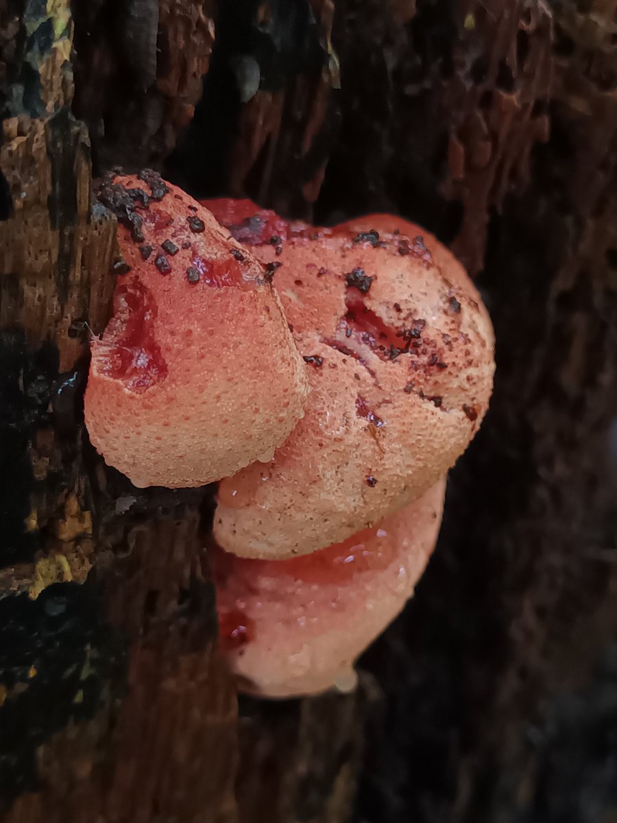 I think this is Beefsteak fungus which has been hanging around for a while. 
#fungi #mushrooms #nature #wild