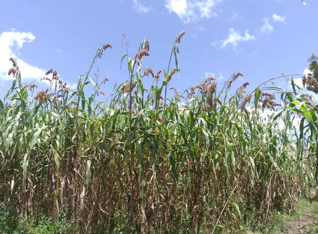 Agroecology_Sch's tweet photo. Farming for the Future: Pader’s Farmers and Their Quest to Preserve Tradition.

Read more: https://t.co/5uPlBucydx

Story by @KLakareber 

#ASJC
#FundAgreoecology https://t.co/xSuVgt0Xpg