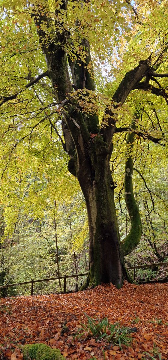 Peachy Beechy waggle tail🌿
#thicktrunktuesday