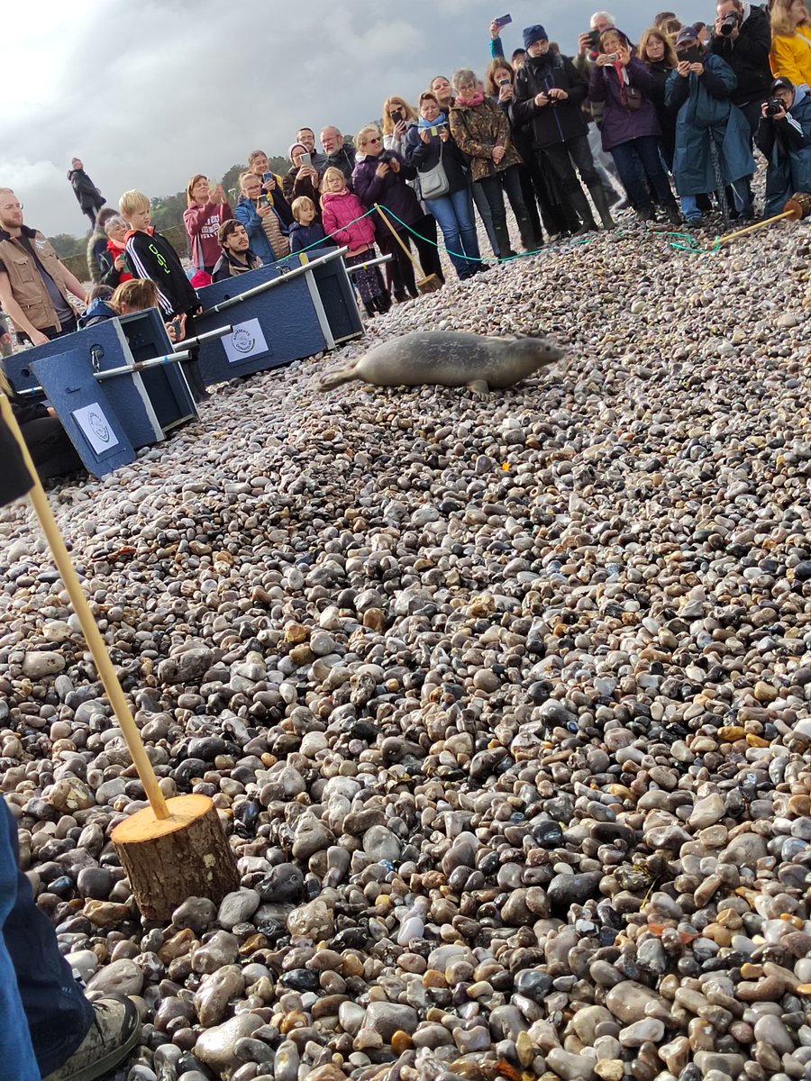 AssoCHENE's tweet photo. Samedi 19 avait lieu le relâcher de 2 jeunes #phoques veaux-marins, en présence des parrains et marraines de l’année 2024. 🌊 𝗧𝗶𝗻𝘁𝗶𝗻 et 𝗚𝗿𝗼𝗼𝘁 ont pu retrouver la liberté après plusieurs moins de soins. Un grand merci aux parrains et marraines pour leur soutien ! https://t.co/0u2ncmwSJS