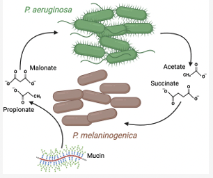 Excited to post or latest study on polymicrobial interactions in a CF model community.  The study from Bassam el Hafi and <a href="/FabriceJPierre/">Fabrice Jean-Pierre</a> highlight the complex back-and-forth that allows Prevotella grow with help from P. aeruginosa.
biorxiv.org/content/10.110…
<a href="/DartCF/">Dartmouth CF Research Center</a>